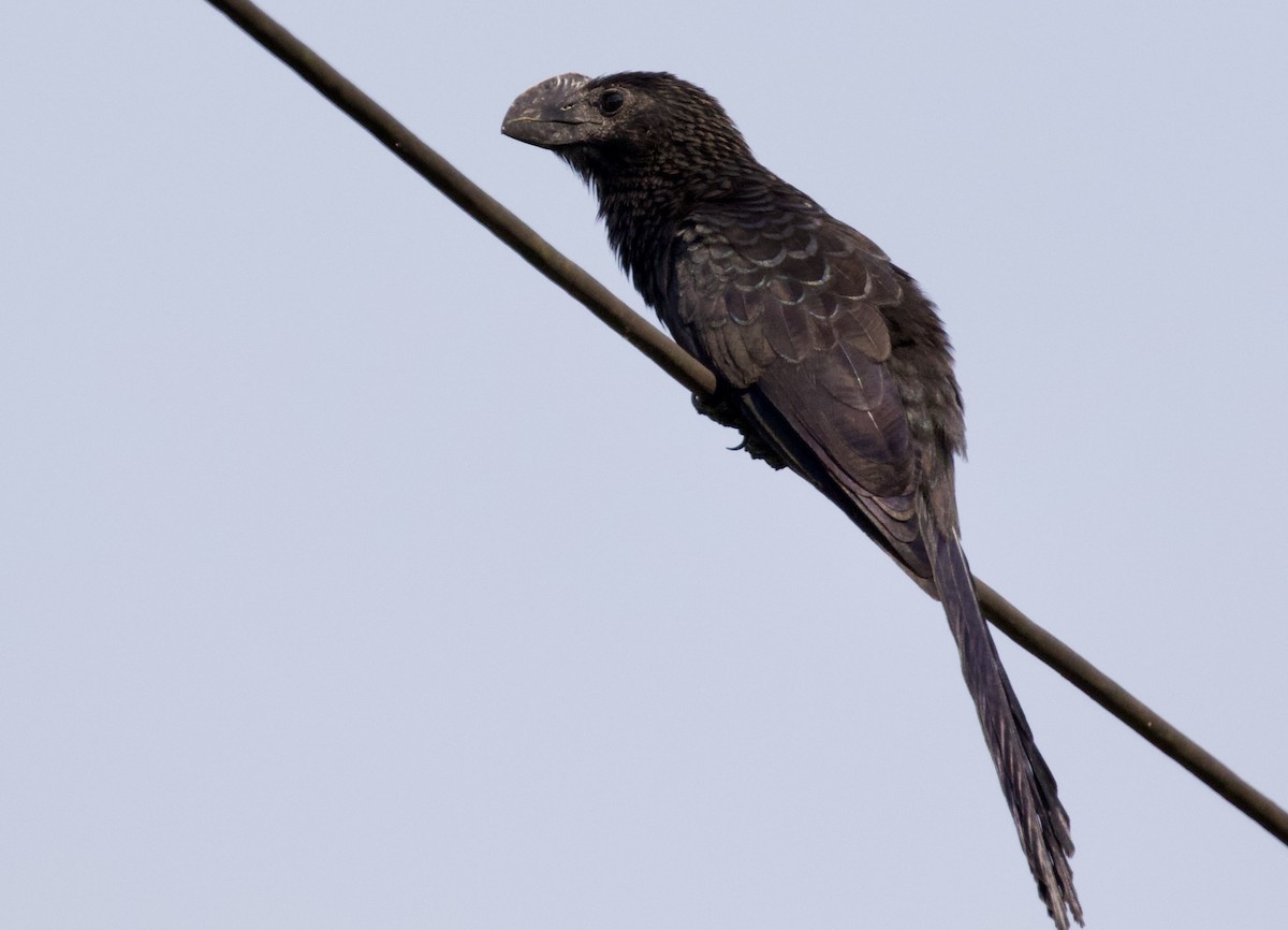 Smooth-billed Ani - ML641330639