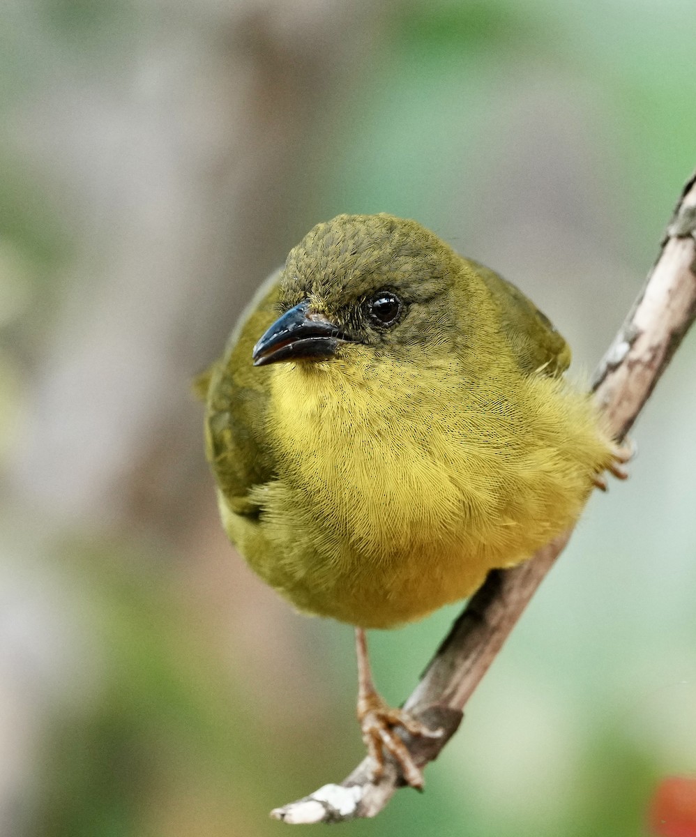 Olive-green Tanager - Annette Teng