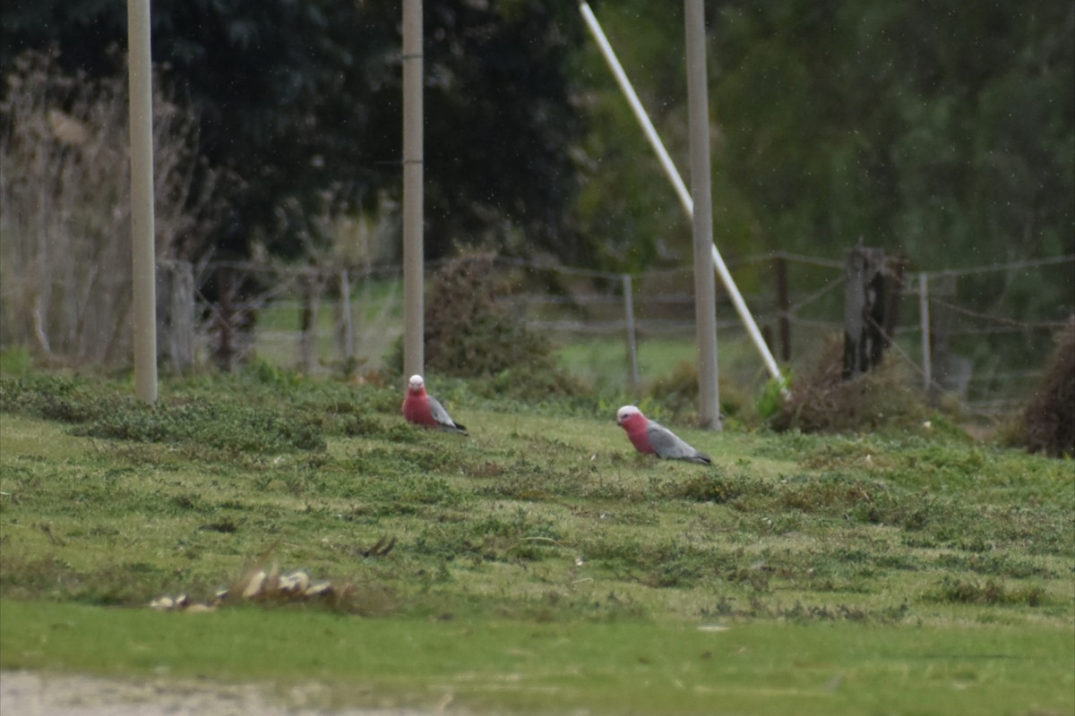 Galah - ML641330649
