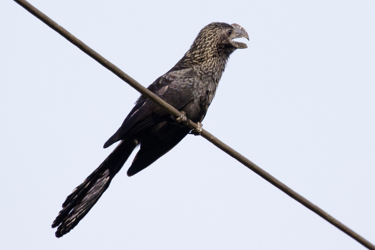 Smooth-billed Ani - ML641330664