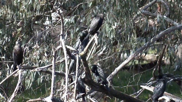 Little Black Cormorant - ML641330671
