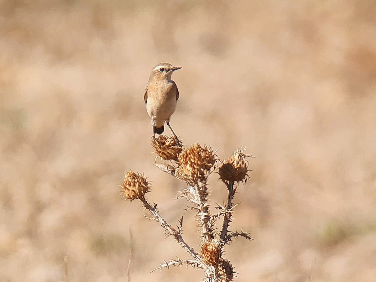 Northern Wheatear - ML641330691