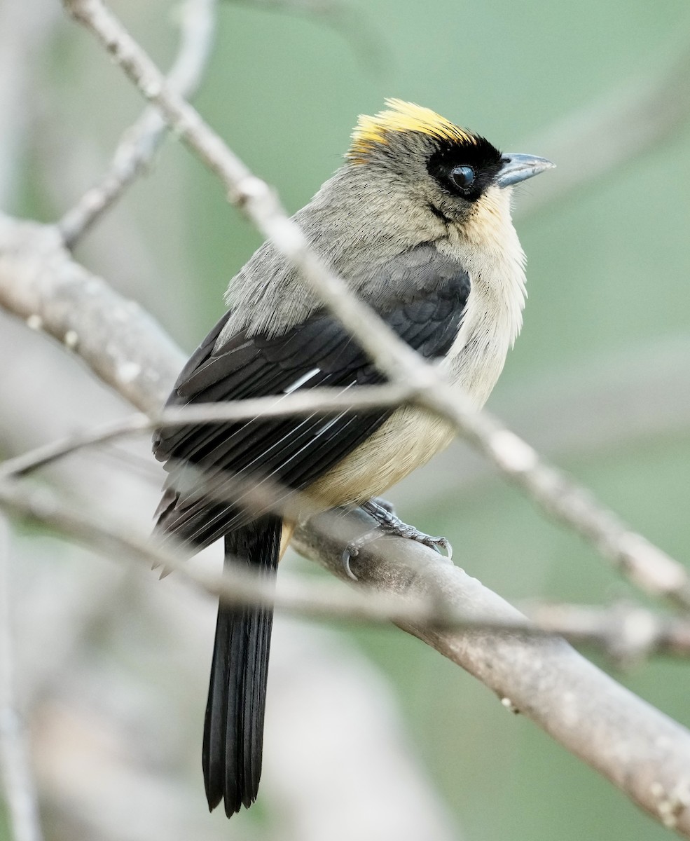 Black-goggled Tanager - ML641330704