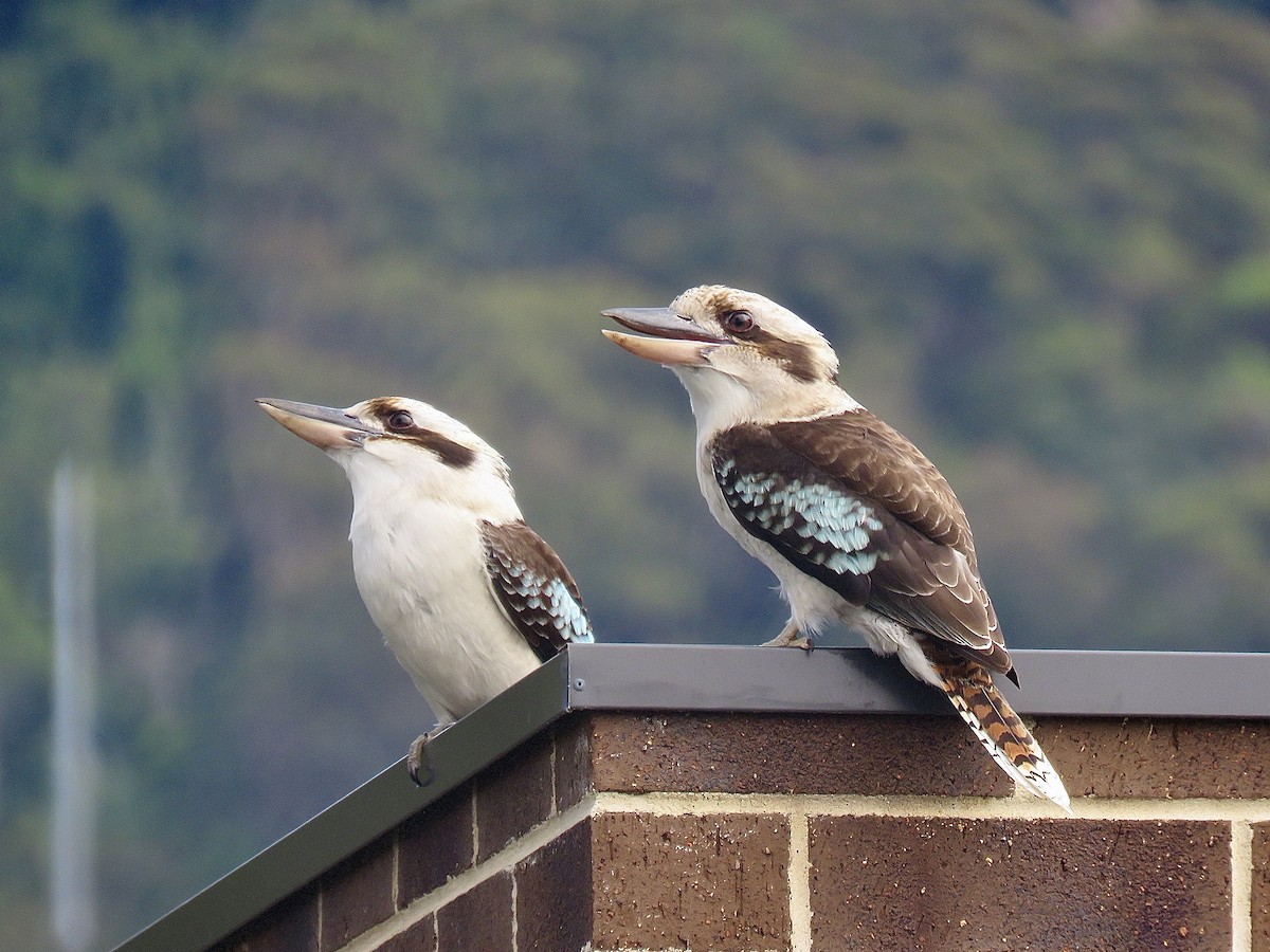 Laughing Kookaburra - ML641330708