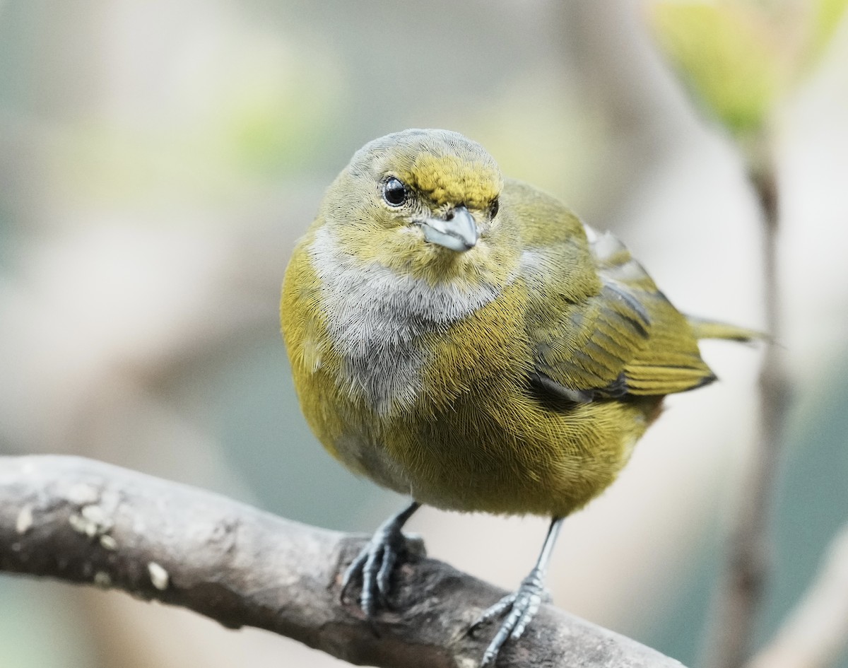 Chestnut-bellied Euphonia - ML641330734
