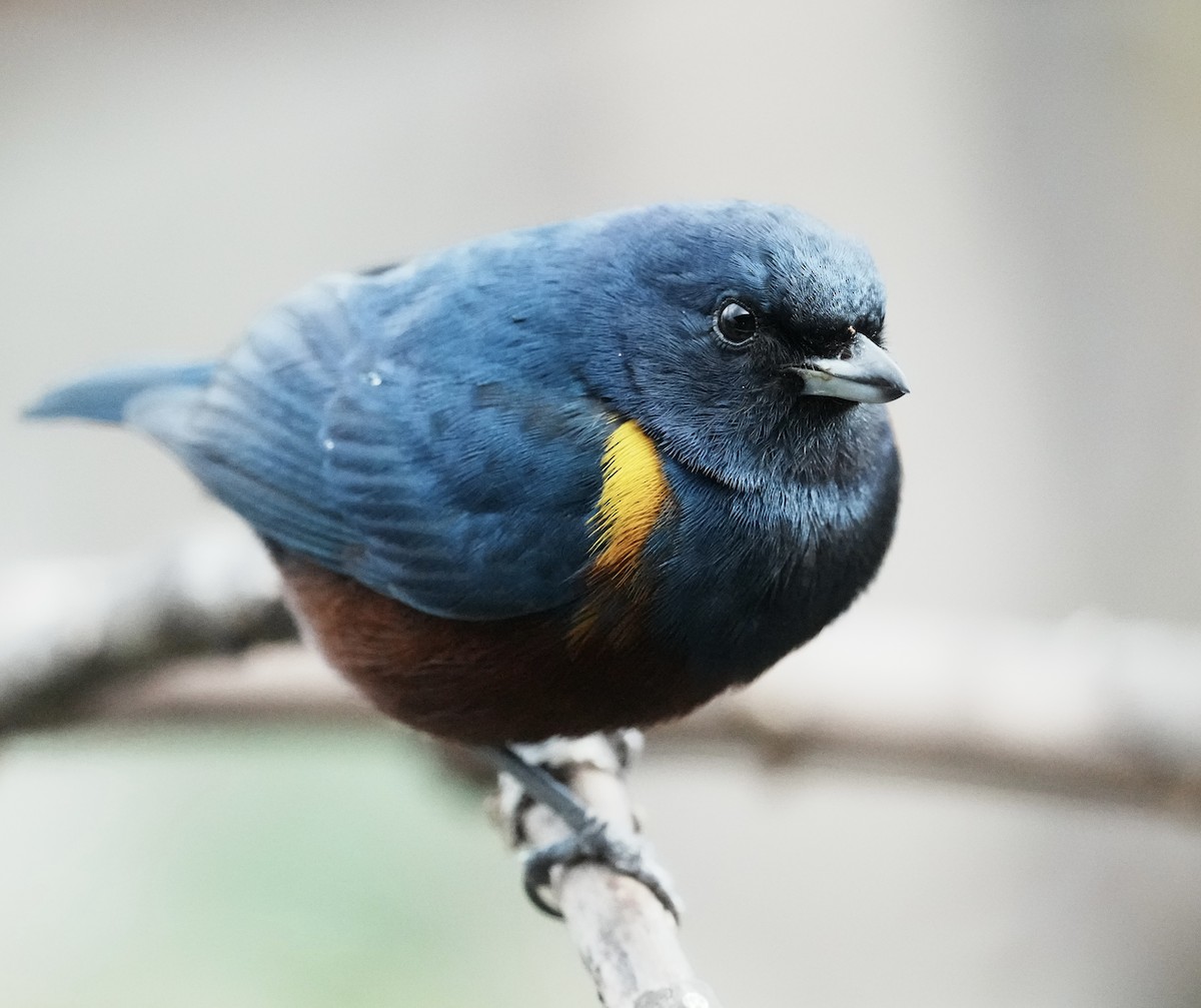 Chestnut-bellied Euphonia - ML641330736