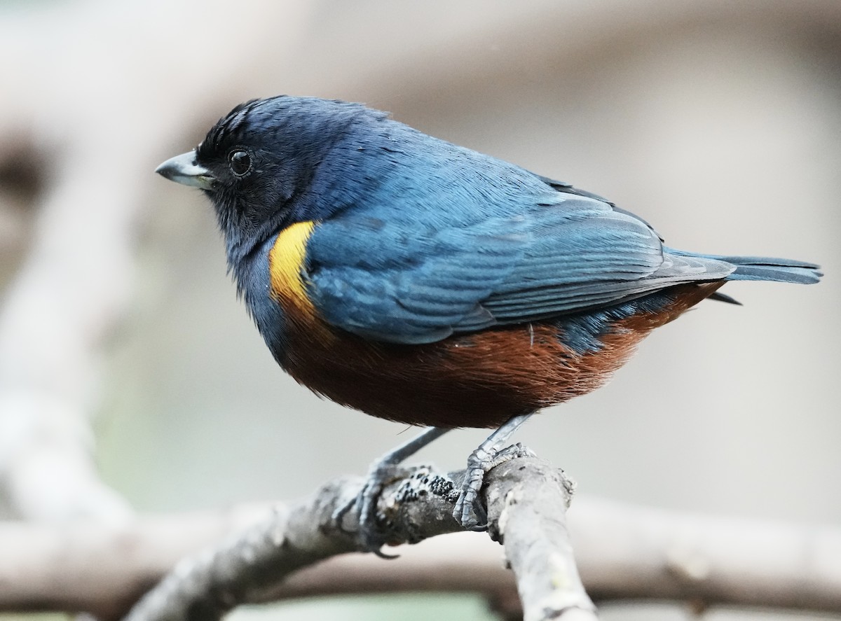 Chestnut-bellied Euphonia - ML641330737