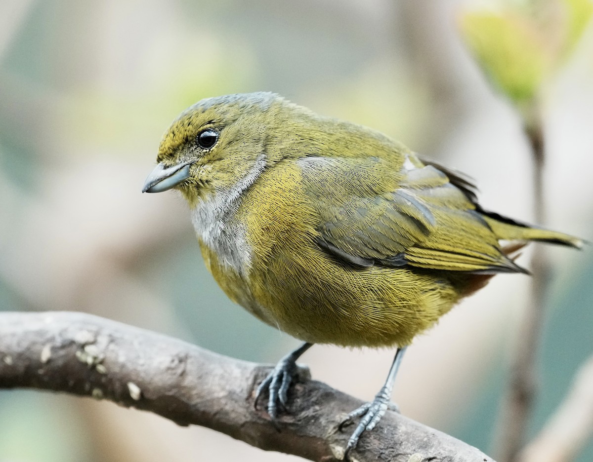 Chestnut-bellied Euphonia - ML641330738