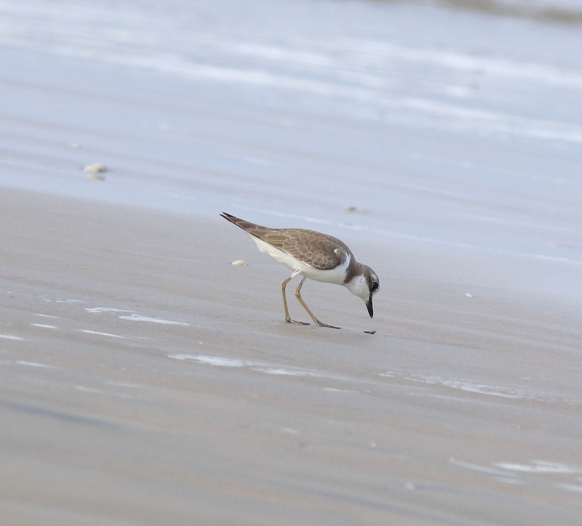 Greater Sand-Plover - ML641330766