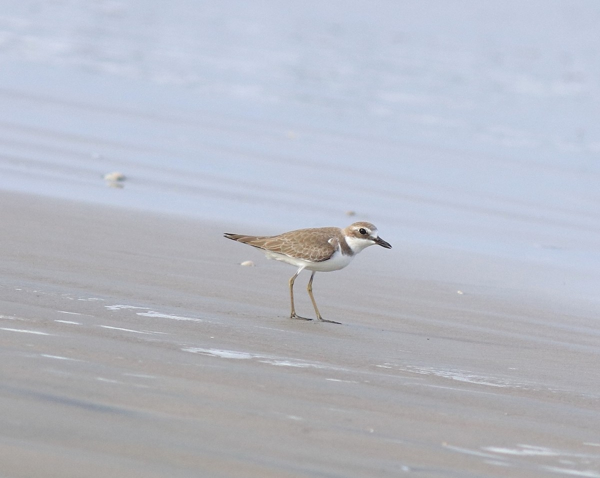 Greater Sand-Plover - ML641330771