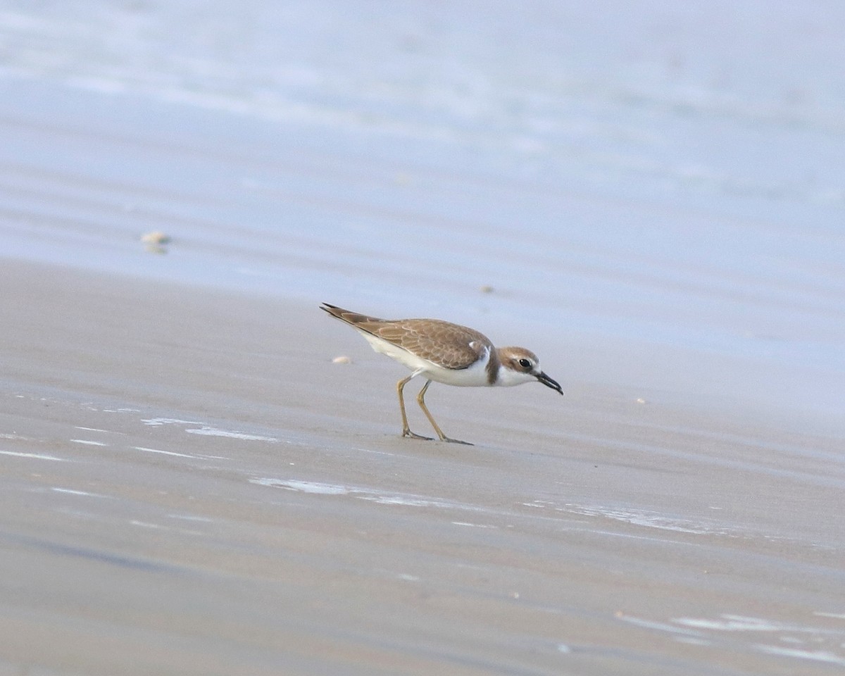 Greater Sand-Plover - ML641330772