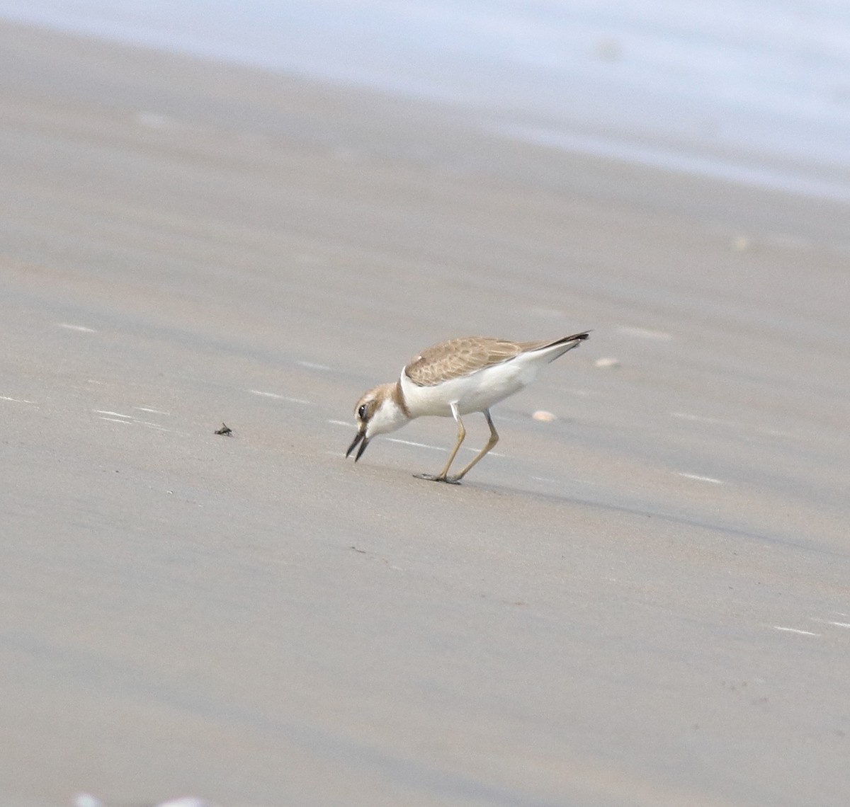 Greater Sand-Plover - ML641330773
