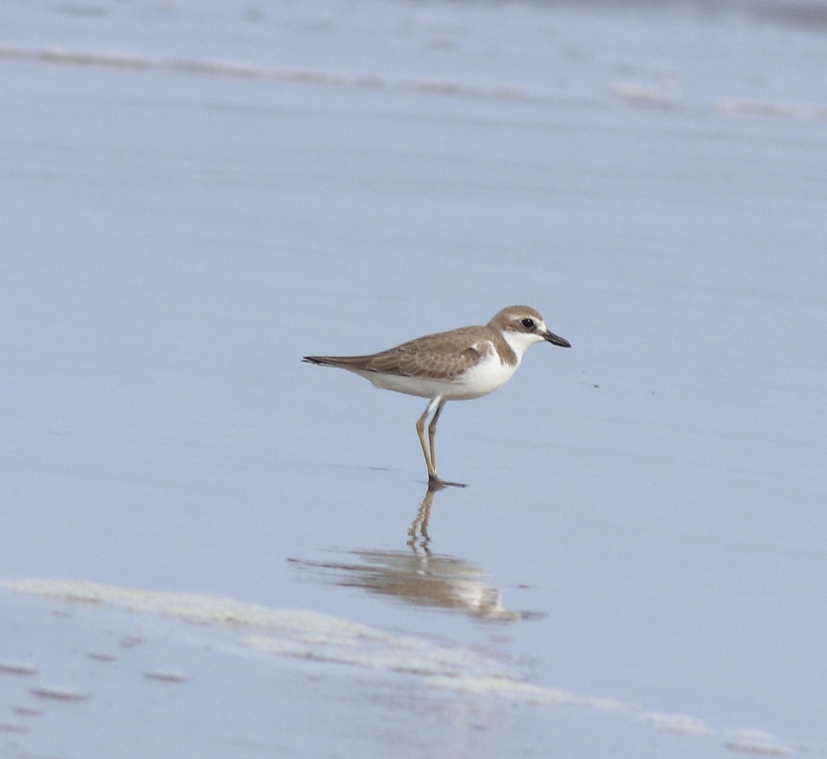 Greater Sand-Plover - ML641330774