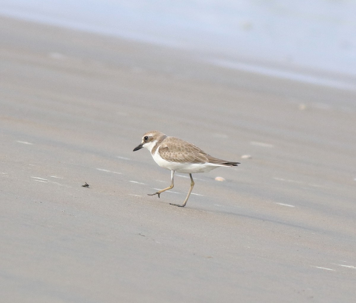 Greater Sand-Plover - ML641330776