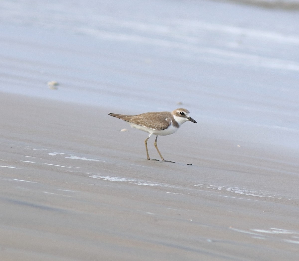 Greater Sand-Plover - ML641330777