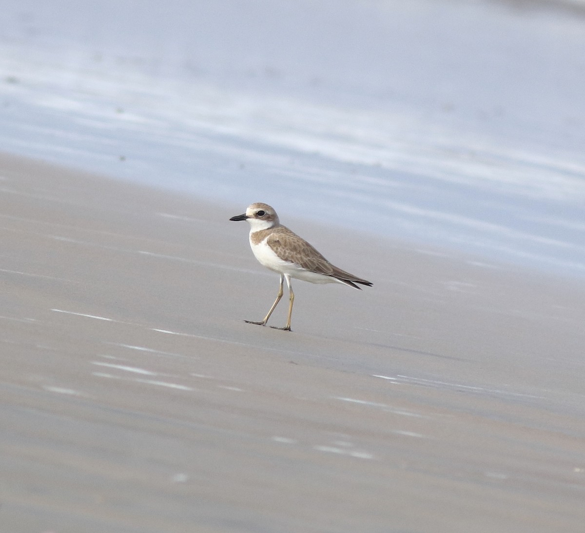 Greater Sand-Plover - ML641330778