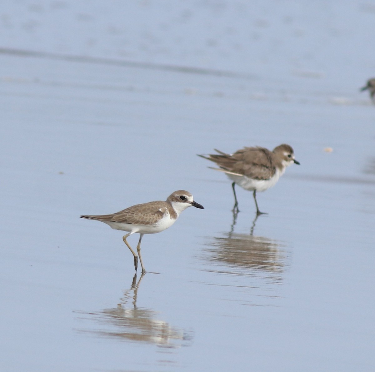 Greater Sand-Plover - ML641330779