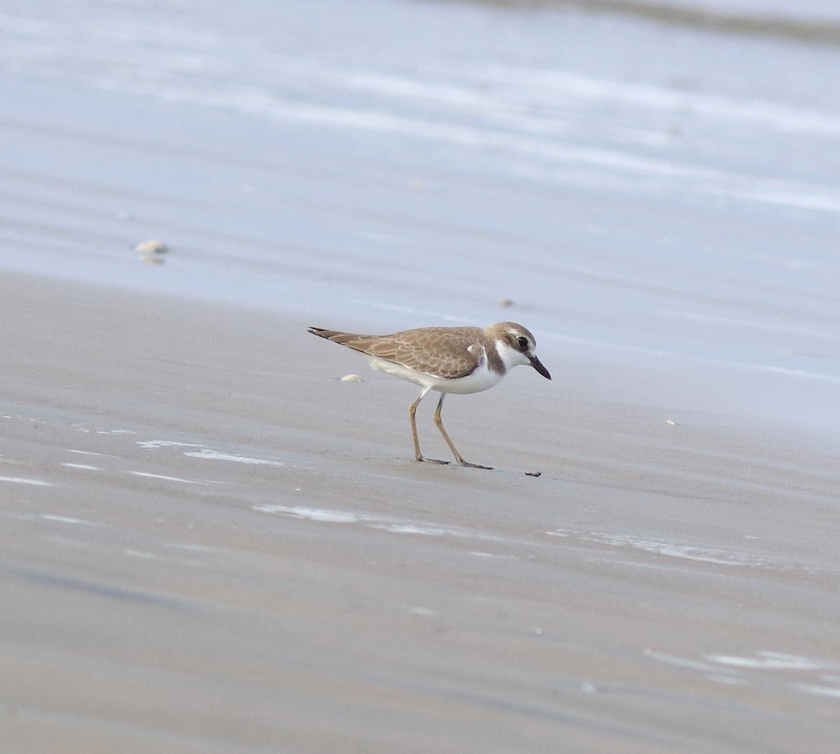 Greater Sand-Plover - ML641330780