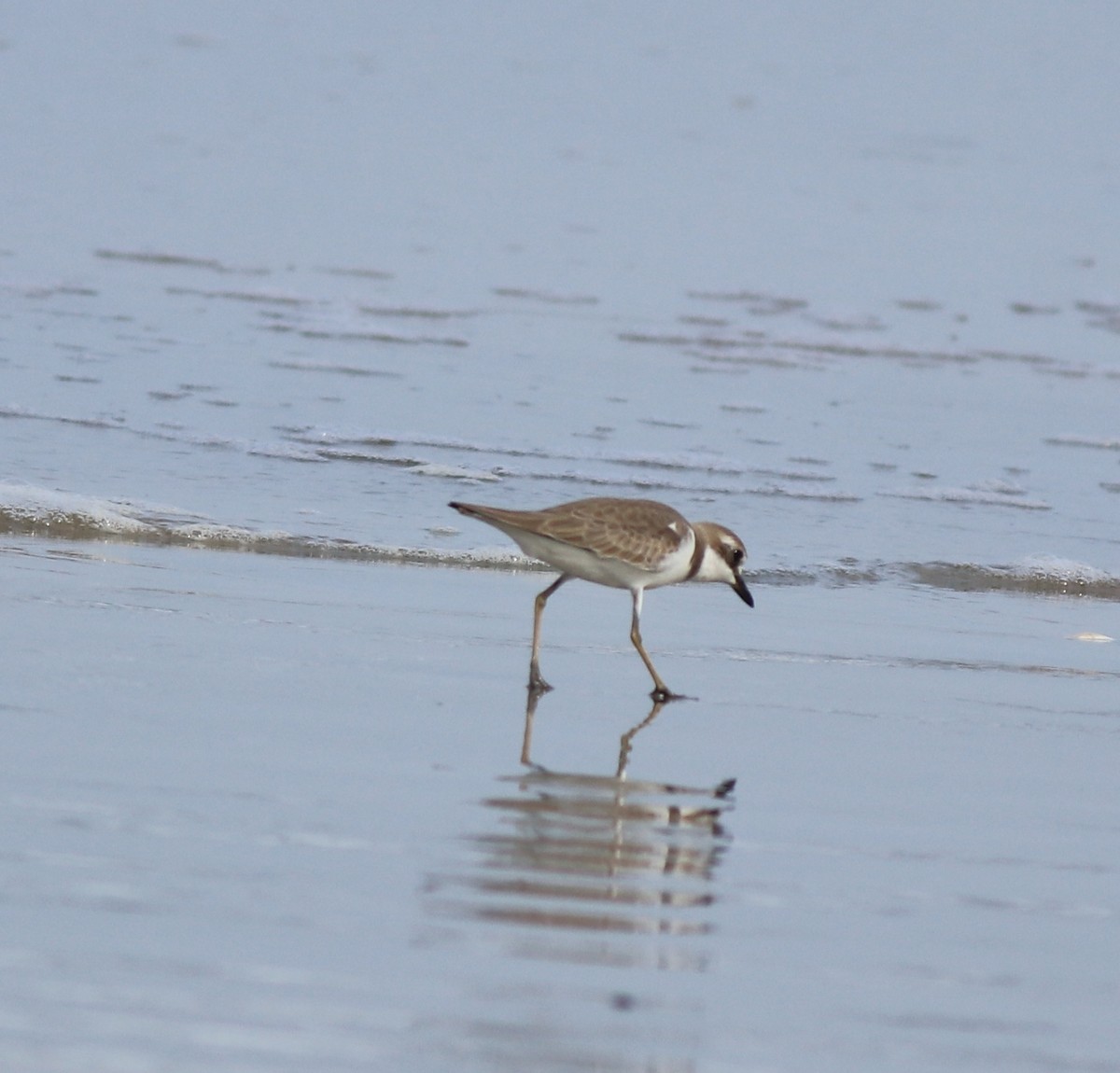 Greater Sand-Plover - ML641330782