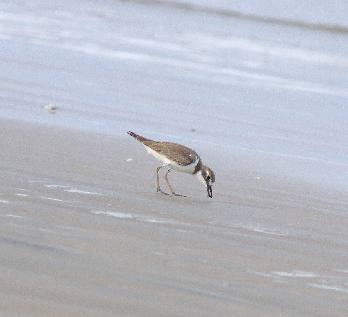 Greater Sand-Plover - ML641330783