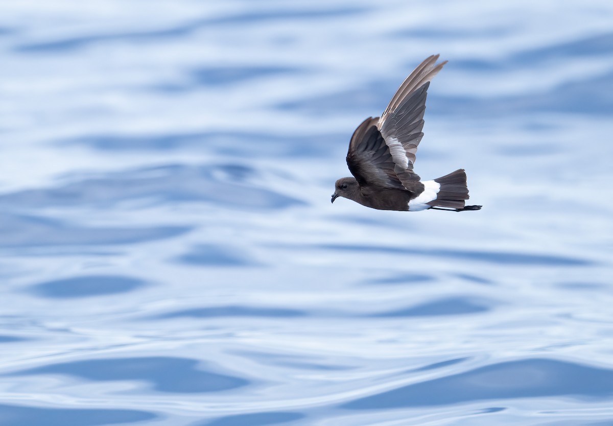 Océanite de Wilson - ML641330792