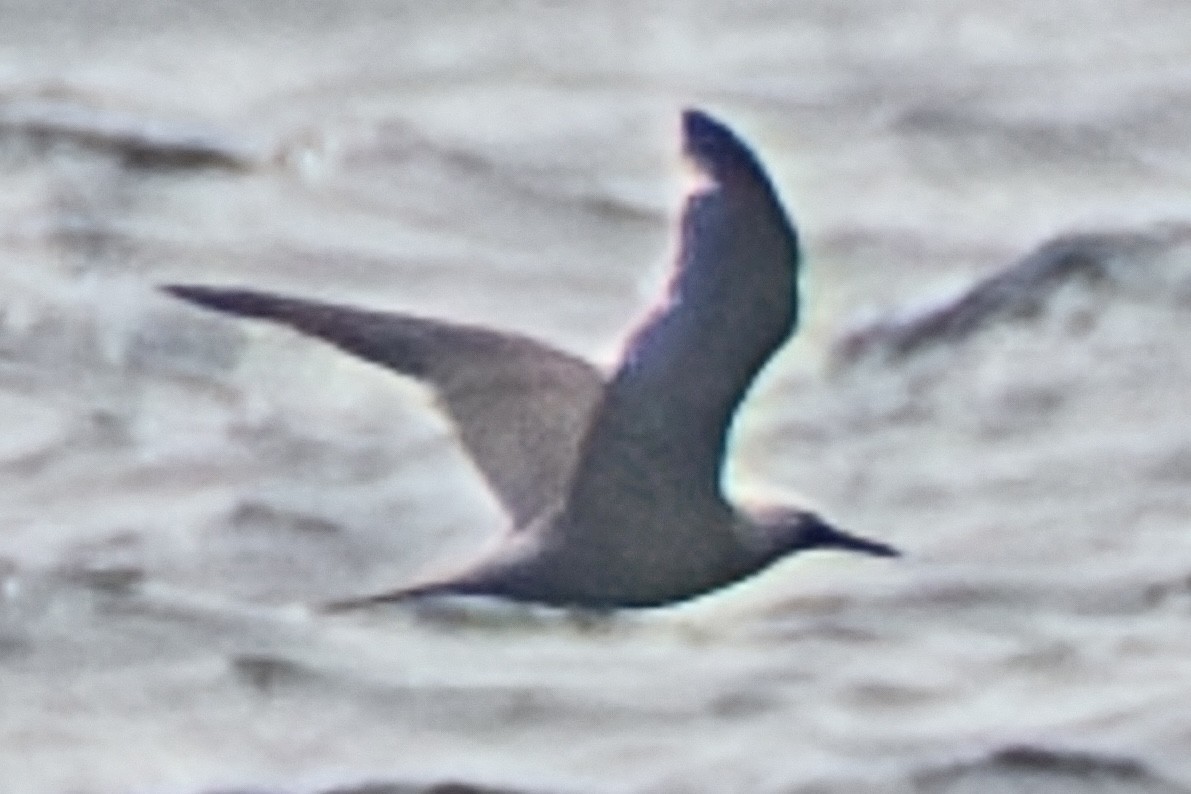 Black Noddy - ML641330832