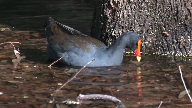 Dusky Moorhen - ML641330847