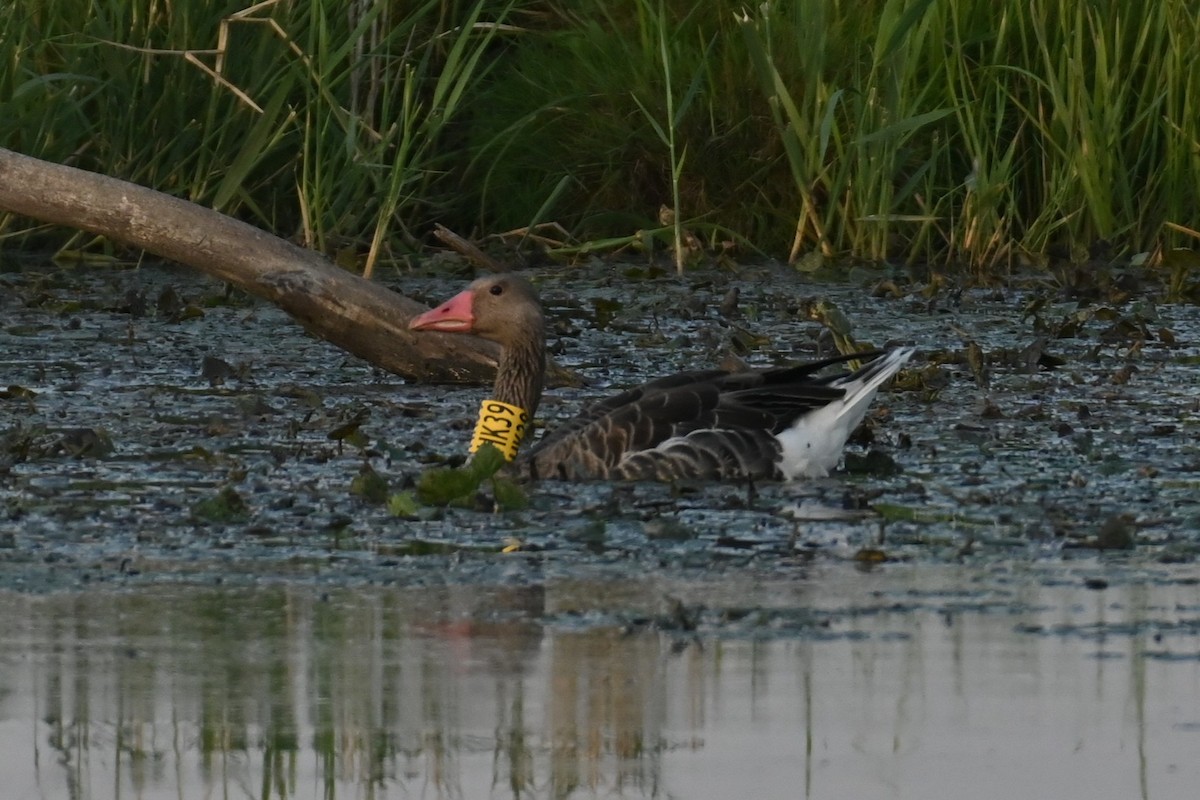 Graylag Goose - ML641330887
