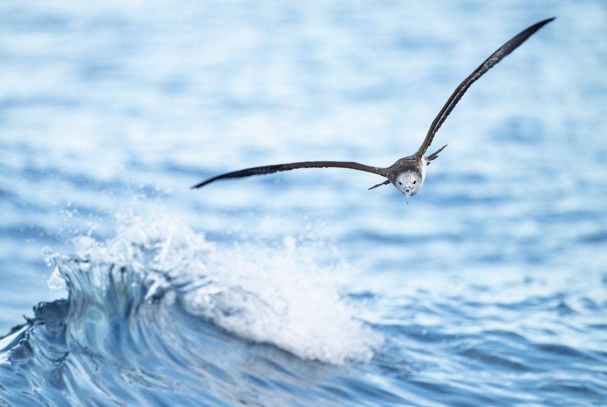 Puffin leucomèle - ML641330941