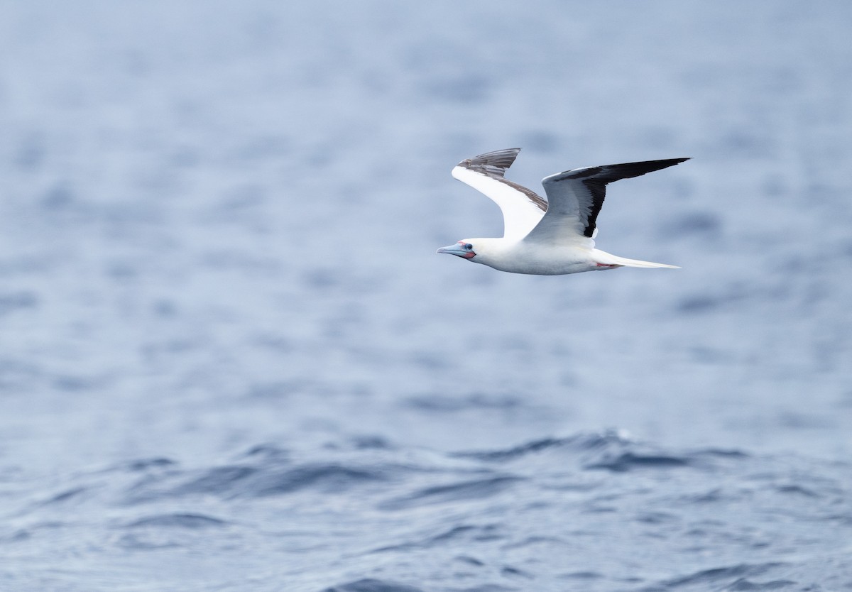 Fou à pieds rouges - ML641330950
