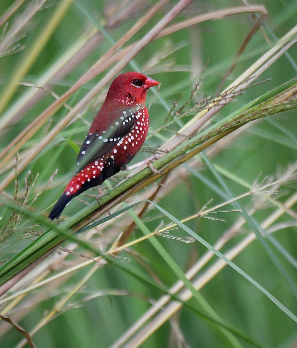 Red Avadavat - ML641330960