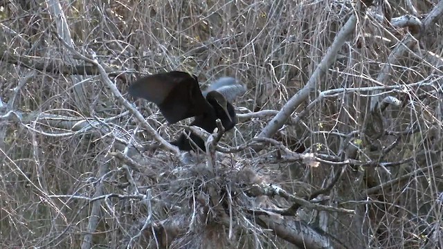Australasian Darter - ML641330980