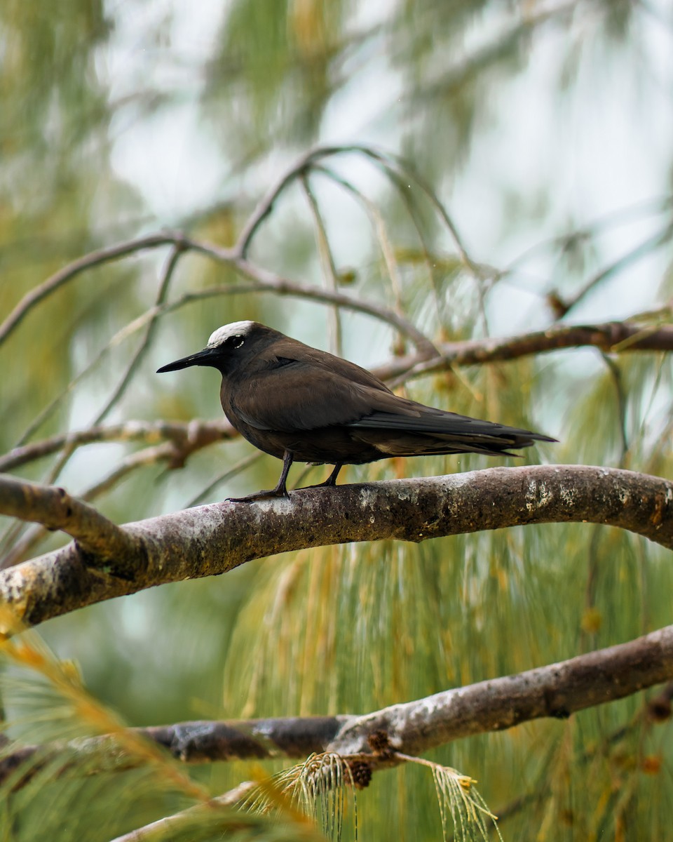 Black Noddy - ML641330983