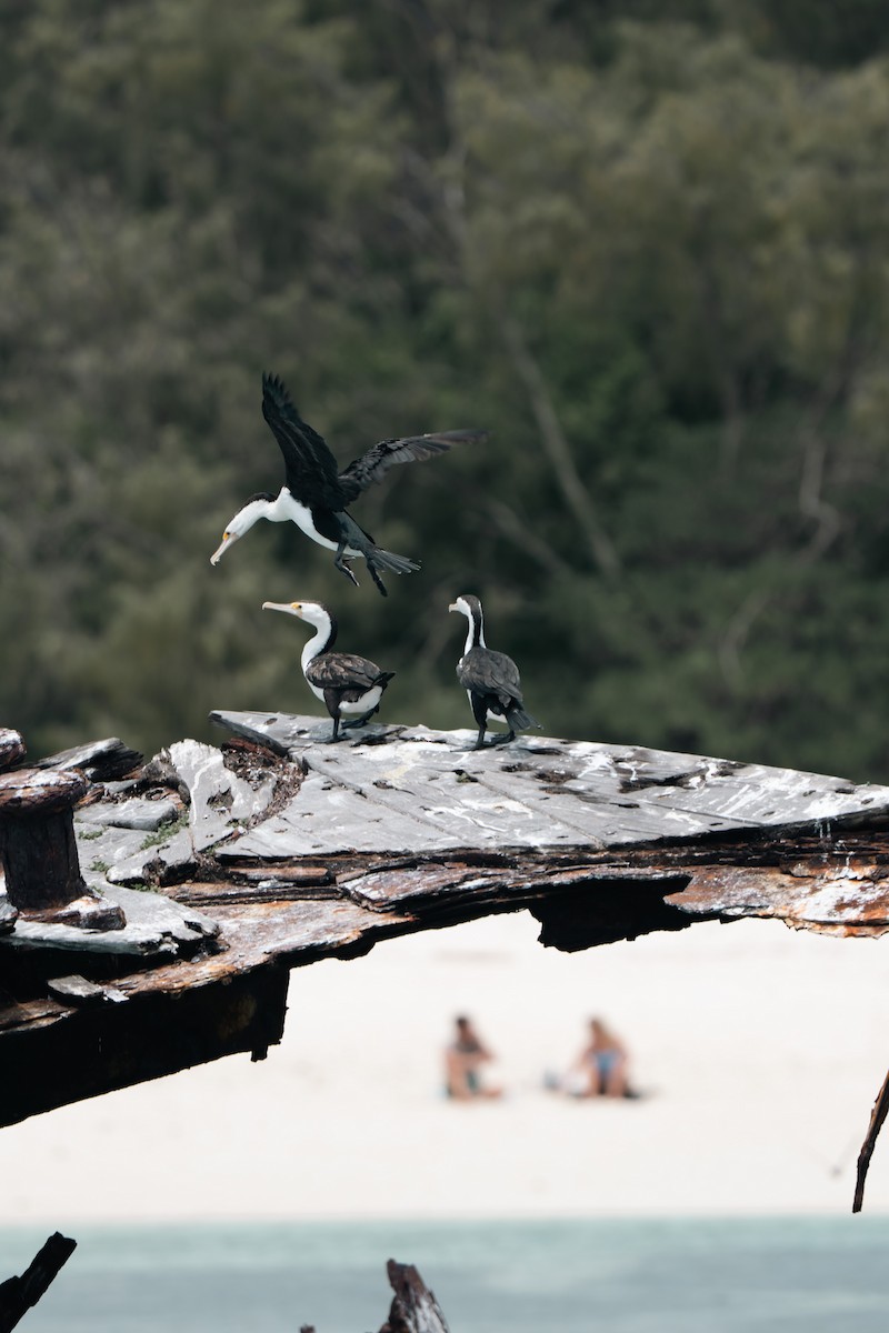 Pied Cormorant - ML641330985