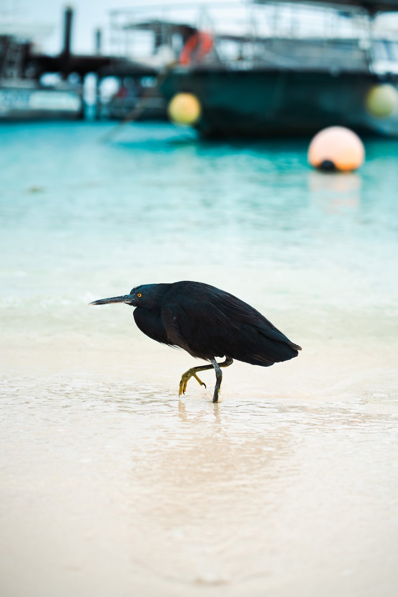 Pacific Reef-Heron - ML641330987