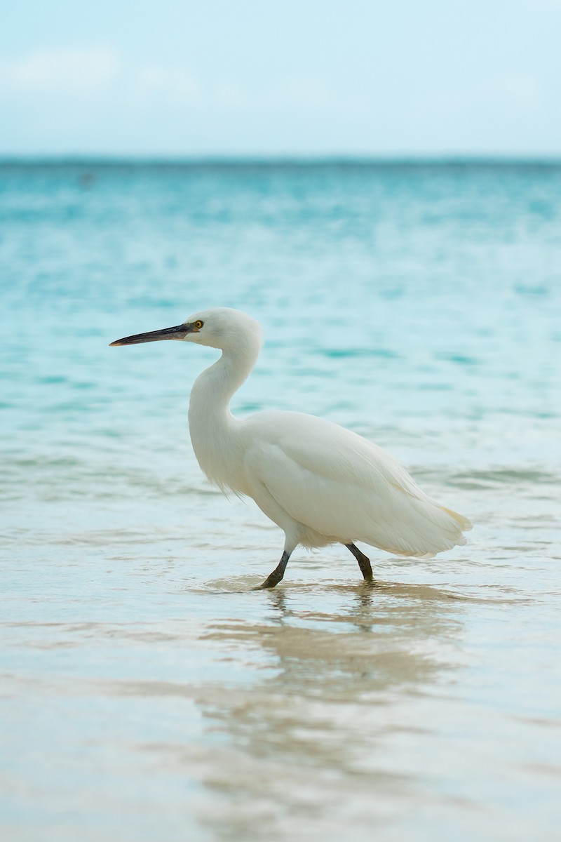 Pacific Reef-Heron - ML641330988