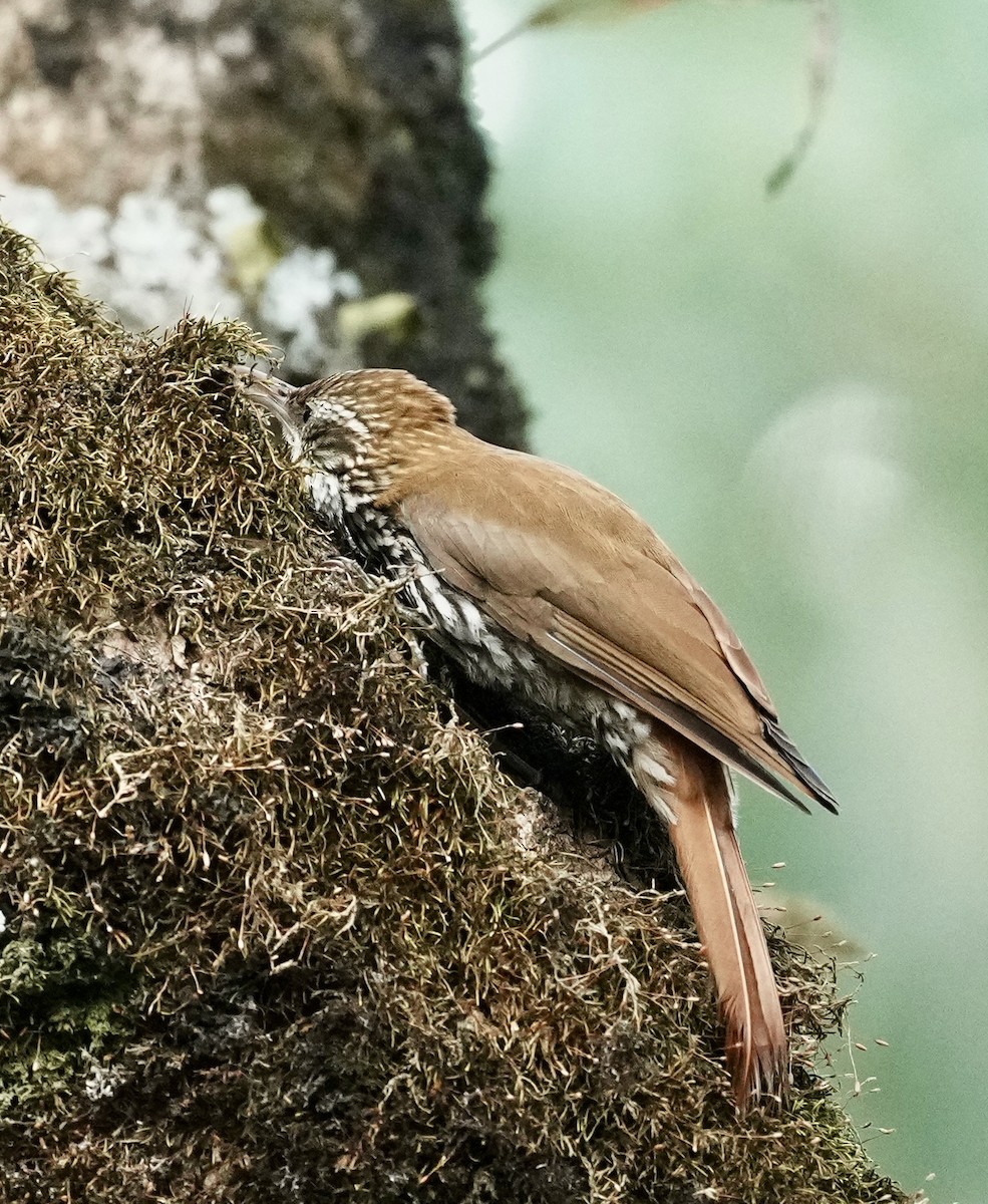 Scaled Woodcreeper (Scaled) - ML641330991