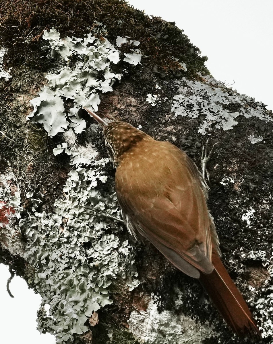 Scaled Woodcreeper (Scaled) - ML641330992