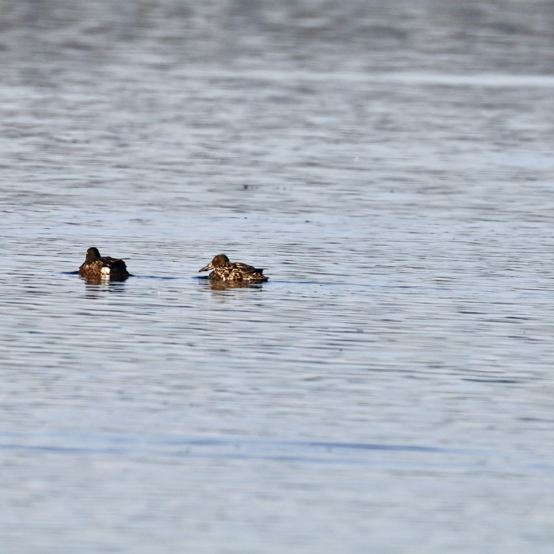 Canard bridé - ML641331005