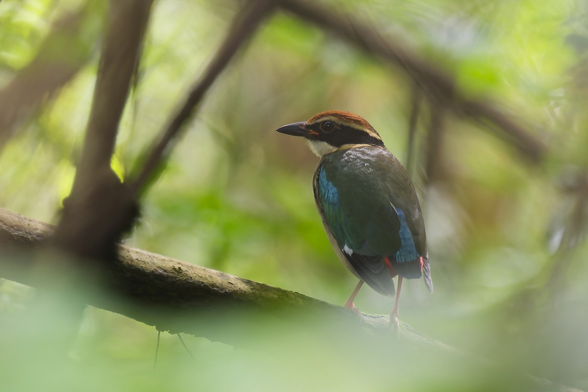 Fairy Pitta - ML641331014