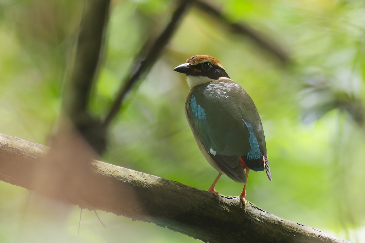Fairy Pitta - ML641331017