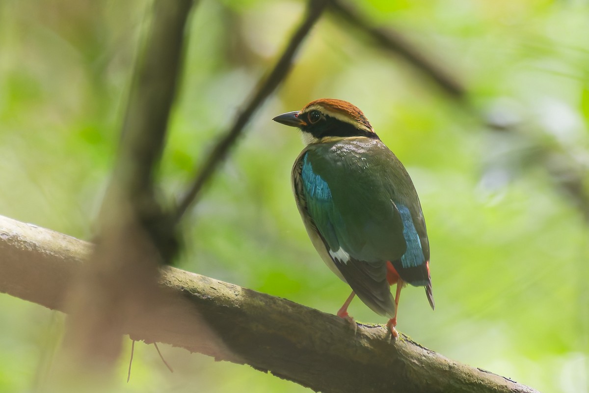 Fairy Pitta - ML641331033