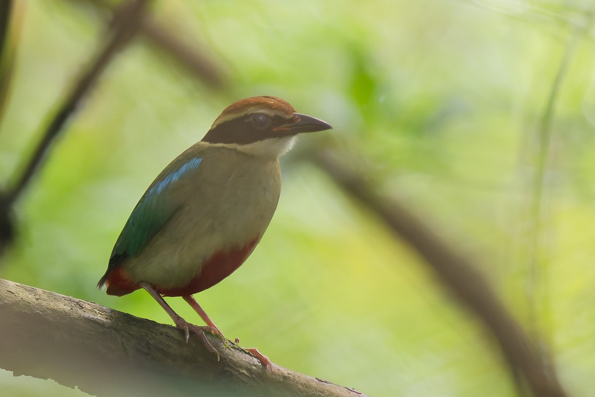 Fairy Pitta - ML641331034