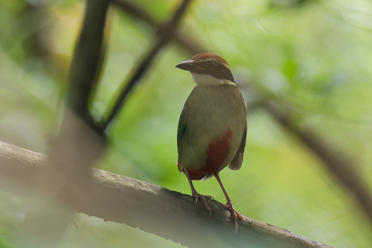 Fairy Pitta - ML641331035