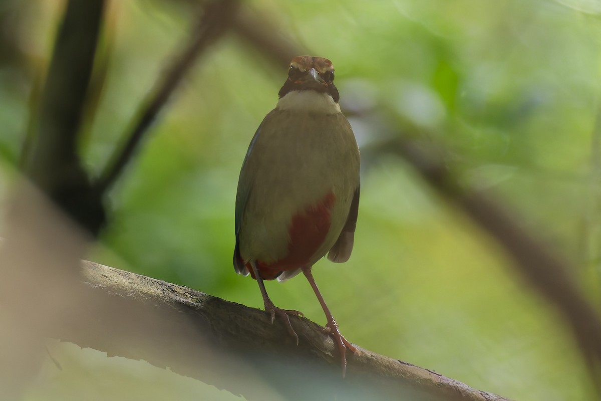 Fairy Pitta - ML641331040