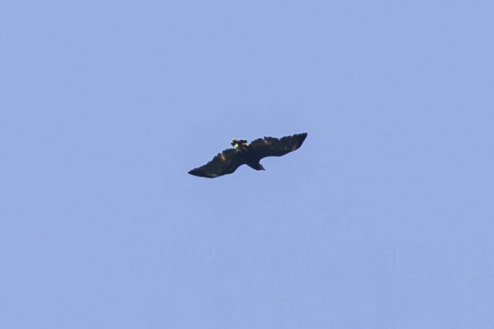 Common Black Hawk - ML641331071