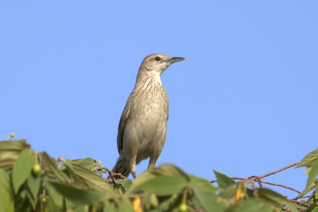 Striated Grassbird - ML641331072