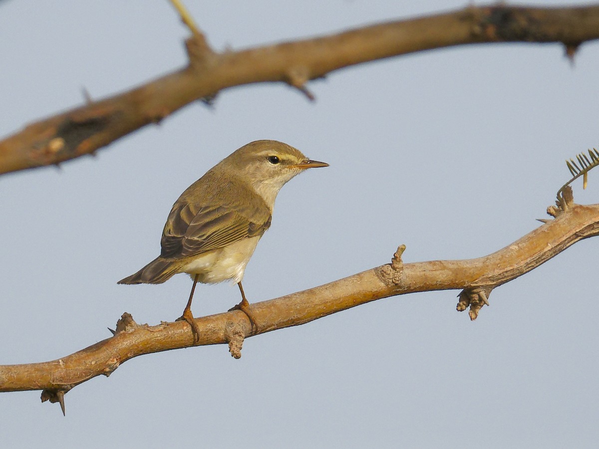 Willow Warbler - ML641331100