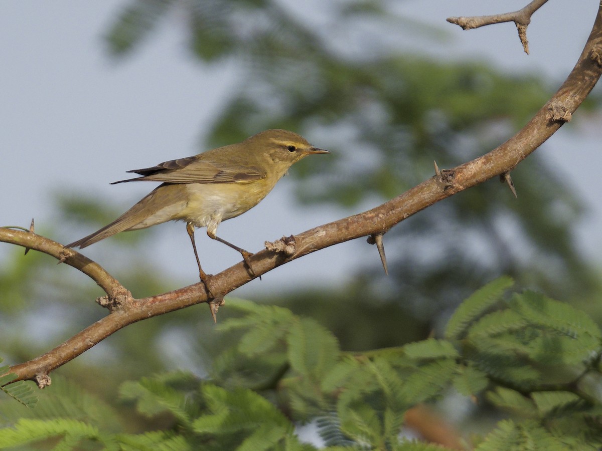 Willow Warbler - ML641331101