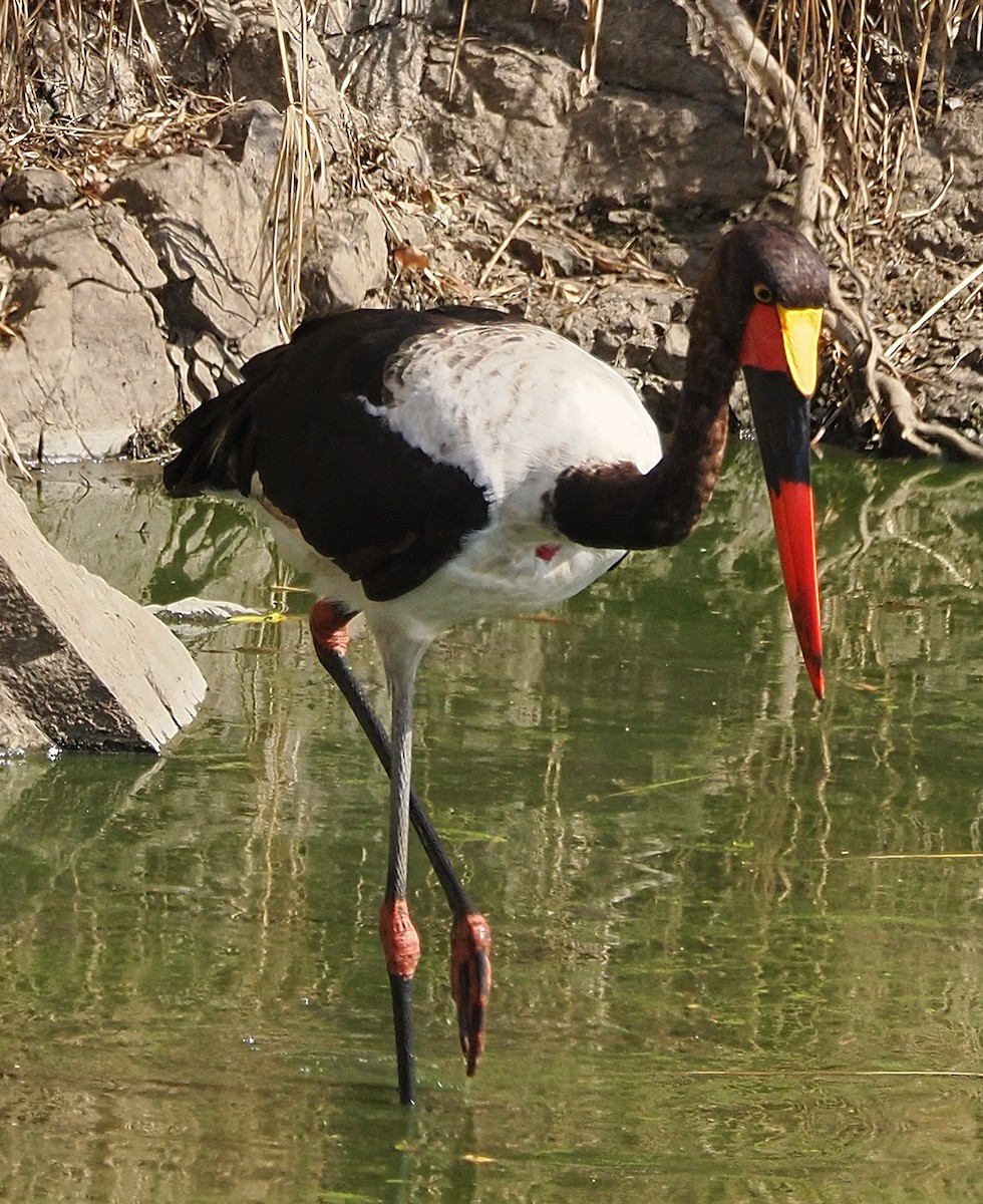 Saddle-billed Stork - ML641331134